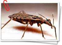 Vinchuca - vector del Mal de Chagas