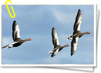 Aves Aves