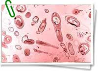Bacterias Bacterias