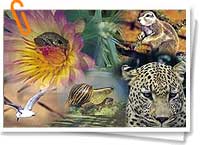 Biodiversidad Biodiversidad