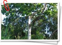 Bosques de África Bosques de África