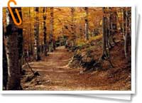 Bosque Bosque