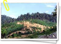 Deforestación Deforestación