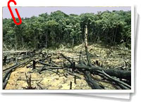 Deforestación Deforestación