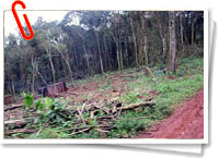 Deforestación en la selva misionera Deforestación en la selva misionera