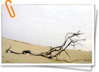 Desertización Desertización