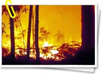 Incendio forestal Incendio forestal