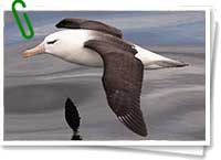 Albatros de ceja negra Albatros de ceja negra