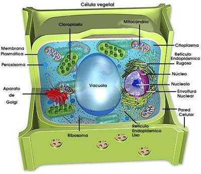 fotosintesis de las plantas. Esquema de la fotosíntesis