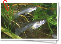 Gambusia Gambusia
