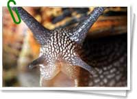 Helix Aspersa Helix Aspersa