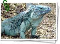 Se cree que la iguana azul puede desparecer por completo en diez años. Se cree que la iguana azul puede desparecer por completo en diez años.