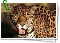 Jaguar Jaguar