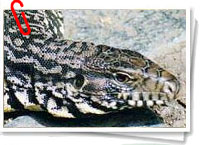 Lagarto