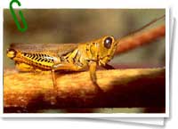 Langosta Langosta