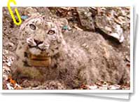 Leopardo de las nieves