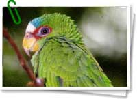 Loro frente blanca Loro frente blanca