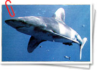 Tiburón Tiburón