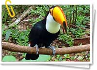 Fauna de Yucatán Fauna de Yucatán