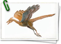 Archaeopteryx