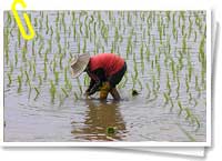 Cultivos de arroz