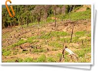 Deforestación Deforestación