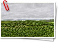 Monte de eucaliptus - Click para ampliar Monte de eucaliptus - Click para ampliar