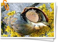 Nucella lapillus Nucella lapillus