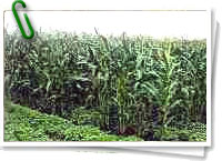 Agricultura orgánica Agricultura orgánica