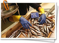 Comercialización de pescado Comercialización de pescado