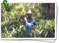 Agroforestería