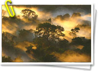 Amazonia