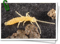 Diplura