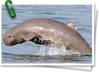 Delfines Irrawaddy