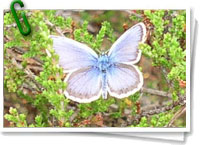 Mariposa azul