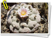 Peyote