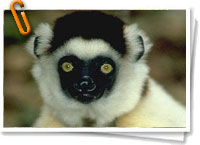 Sifaka