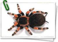 Tarántula