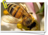 Abeja
