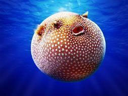Arothron meleagris