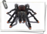 Avicularia gama