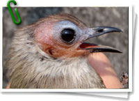 Bulbul de cara descubierta