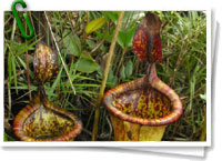 Nepenthes attenboroughii