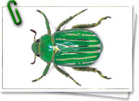 Chrysina gloriosa