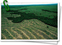 Deforestación en la Amazonia