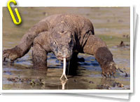 Dragón de Komodo