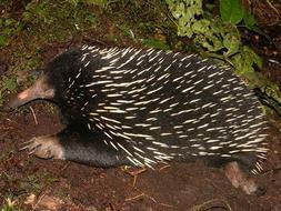 Echidna