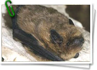 Pipistrellus pygmaeus