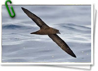 Petrel de Fiji