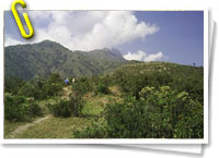 Bosques en los Andes peruanos